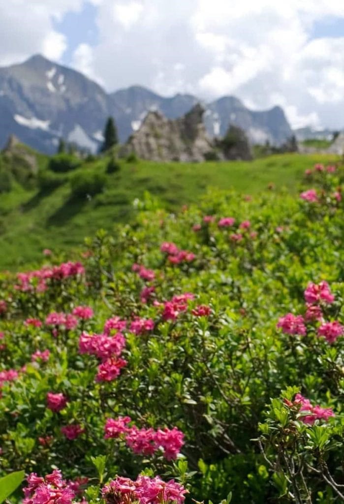 Alpenrosen bei den Gipslöchern in Lech mit Blick auf den Omesberg