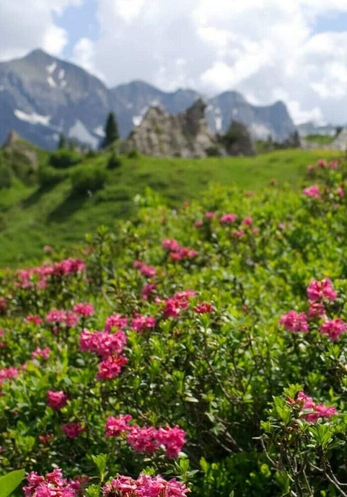 Alpine Flowers in beautiful Lech view to the Omesberg